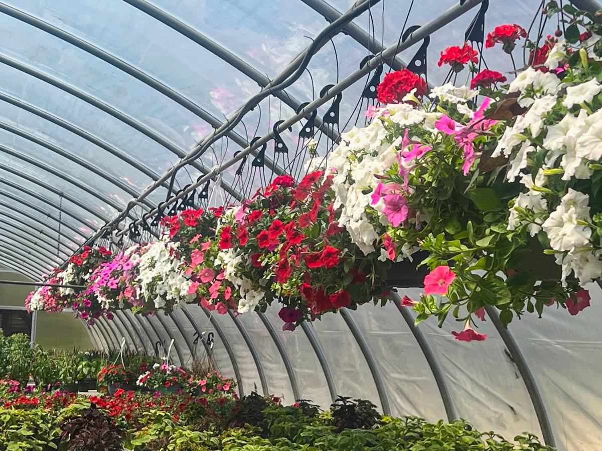 Annual bedding plant sale begins Monday at Earth Science Center